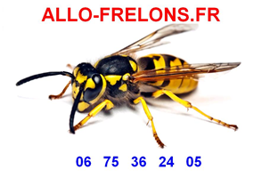 frelon